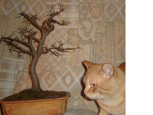 dimi i zelkova.JPG, 28 KB